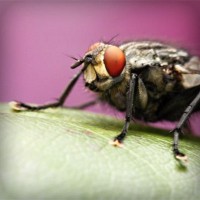 /album/babanana/photolia-a08-jpg/